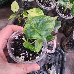 🐉 Alocasia Baginda "Dragon Scale" Aurea  💚💛