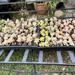 Succulent Plants In a 2" Pot  $1 each  Baby Shower Souvenirs Birthdays Gifts Bridal Shower Favors School  AND Church  Events And 