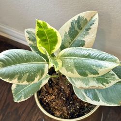 Variegated Rubber Plant with Golden Ceramic Planter! 🪴