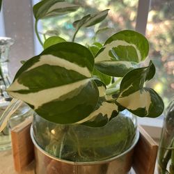 N’joy Pothos Cuttings