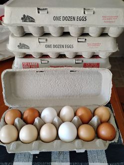 Fresh eggs