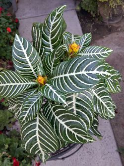 Z E B  R  A. Plant $30