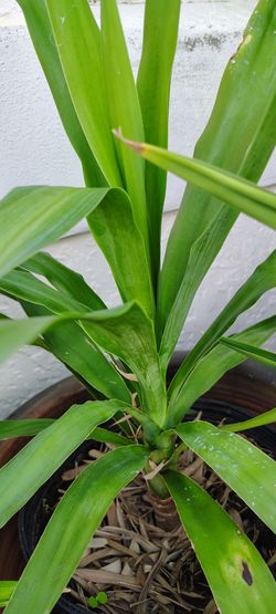 Yucca Elegantip plant easy take care $20