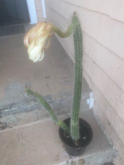 Echinocereus Poselgeri Lem Cactus
