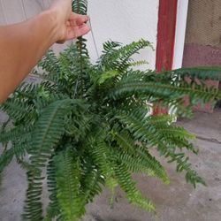 Fern
