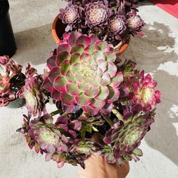 Aeonium Red Kingkong Imported