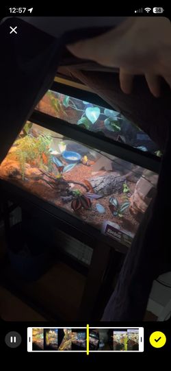 Gecko tank come with everything in the photos