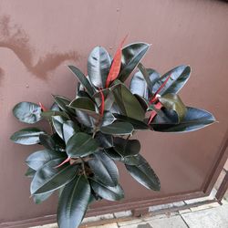 8” xl ficus Burgandy