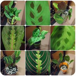 Prayer plants$10-$14 Each pot