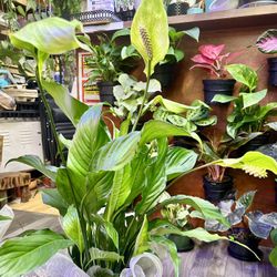 Big Spathiphyllum Peace Lily Plant In 8” Pot  như ý Lan