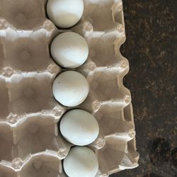 Eggs Fértiles 