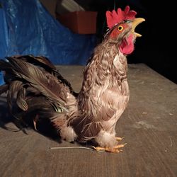 Realistic Chicken Statue