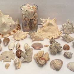 Seashells bundle