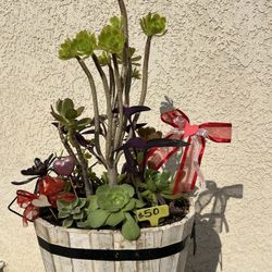 Large Mother’s Day succulent planter