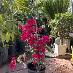 Bougainvillea