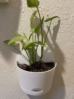 Arrowhead Plant In Wall Planter Valentine Gift