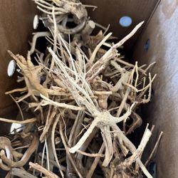 Spiderwood (Azalea Root) for Aquascapes & Terrariums - Aquascape Hardscape Spider Wood Driftwood For Planted Fish Tanks 