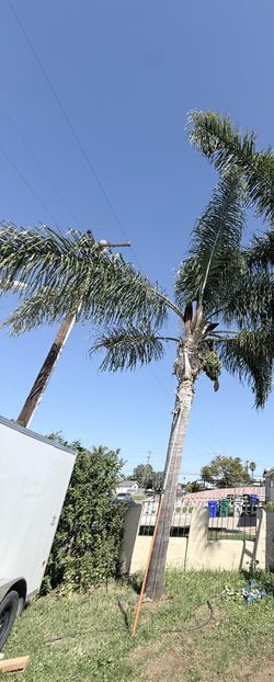 Palm trimming