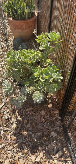 Large Potted Aeonium and Graptopetalum Succulents