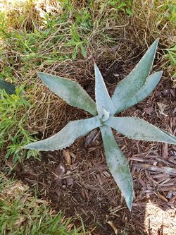 Live Agave Century Plants