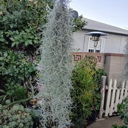 20 inches Live Spanish Moss