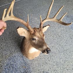 White Tail Deer Head Trophy 