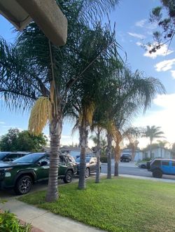 Palm trees 🌴 (Queen Palm)
