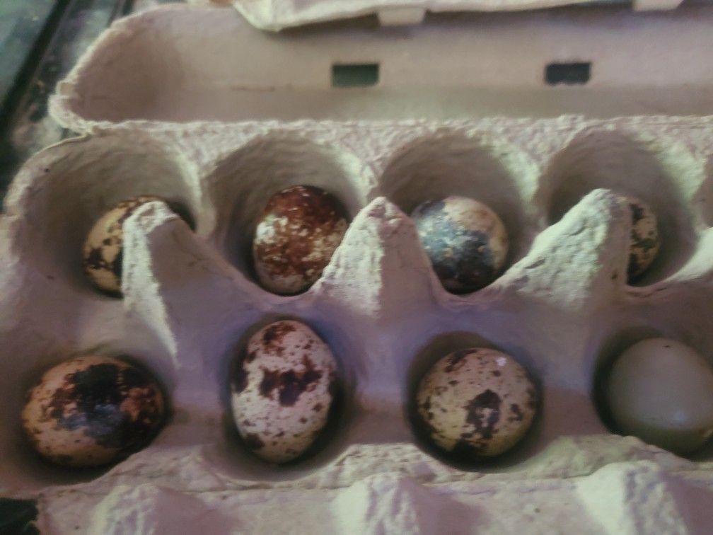 Quail Eggs
