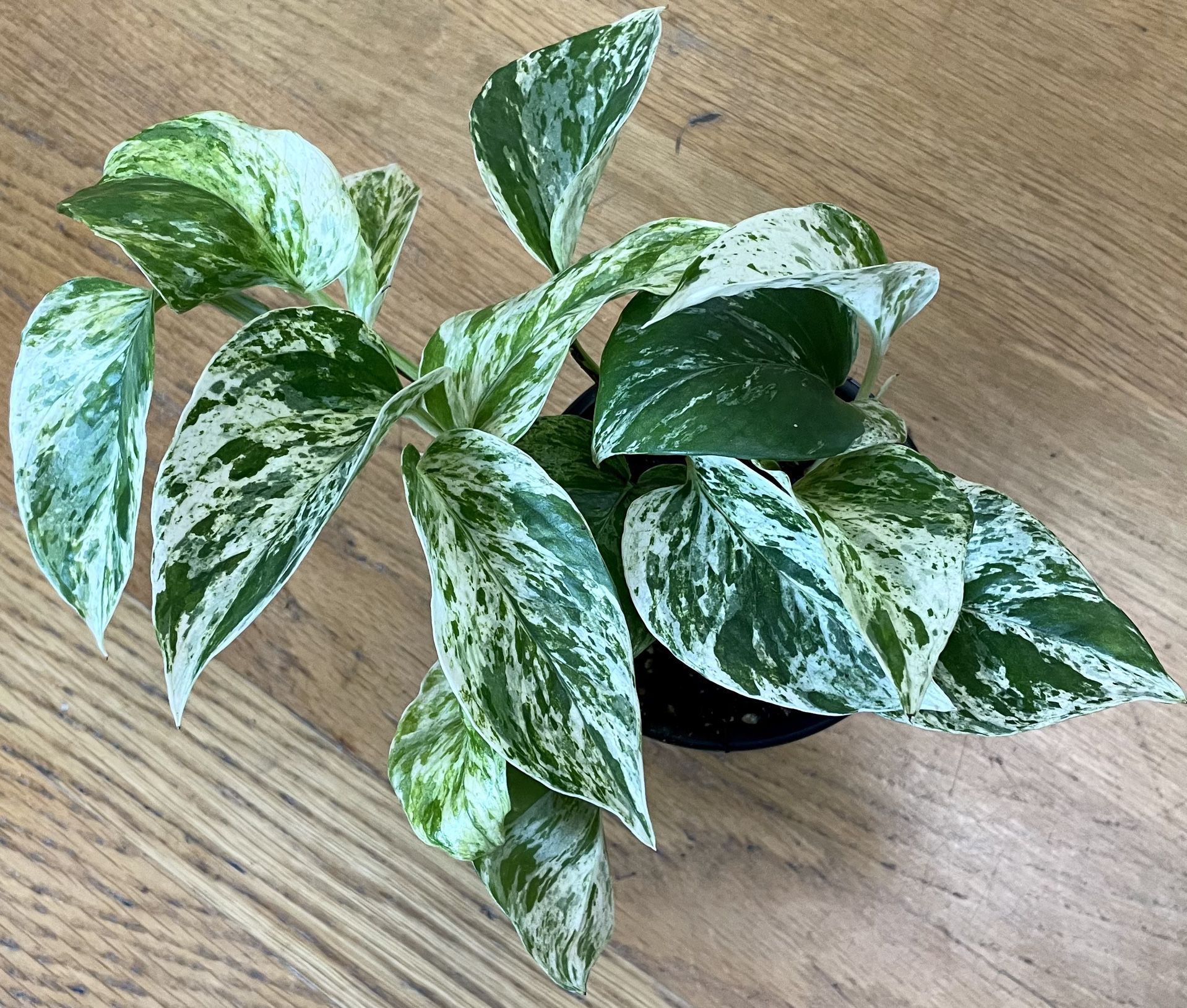 Marble Queen Pothos Plant / Low-Light Friendly / Free Delivery Available 