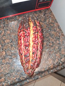 Cacao Fruit