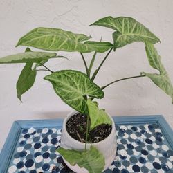 Arrowhead Plant In Pot 