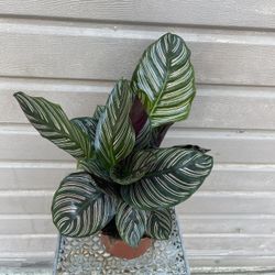 6” Calathea Ornata