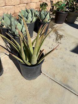 Aloe Vera