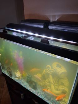 Fish tank complete with Fisn
