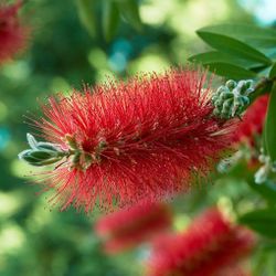 Bottle Brush Palm Red Flower 3gallon 4ft Tall 