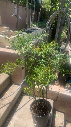 Thai Chili