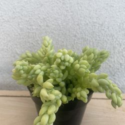 Donkey Tail Succulent 