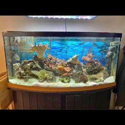 72 Gallons Salt Fish Tank 