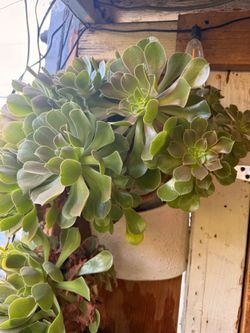 Planter real plants