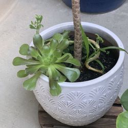 Ceramic Pot 🪴