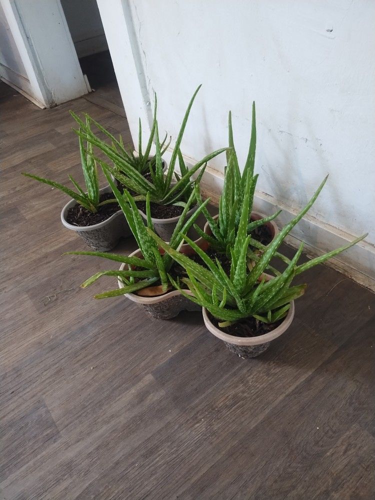 Aloe Vera Plants In Planter