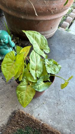 arrowhead pink vain plant