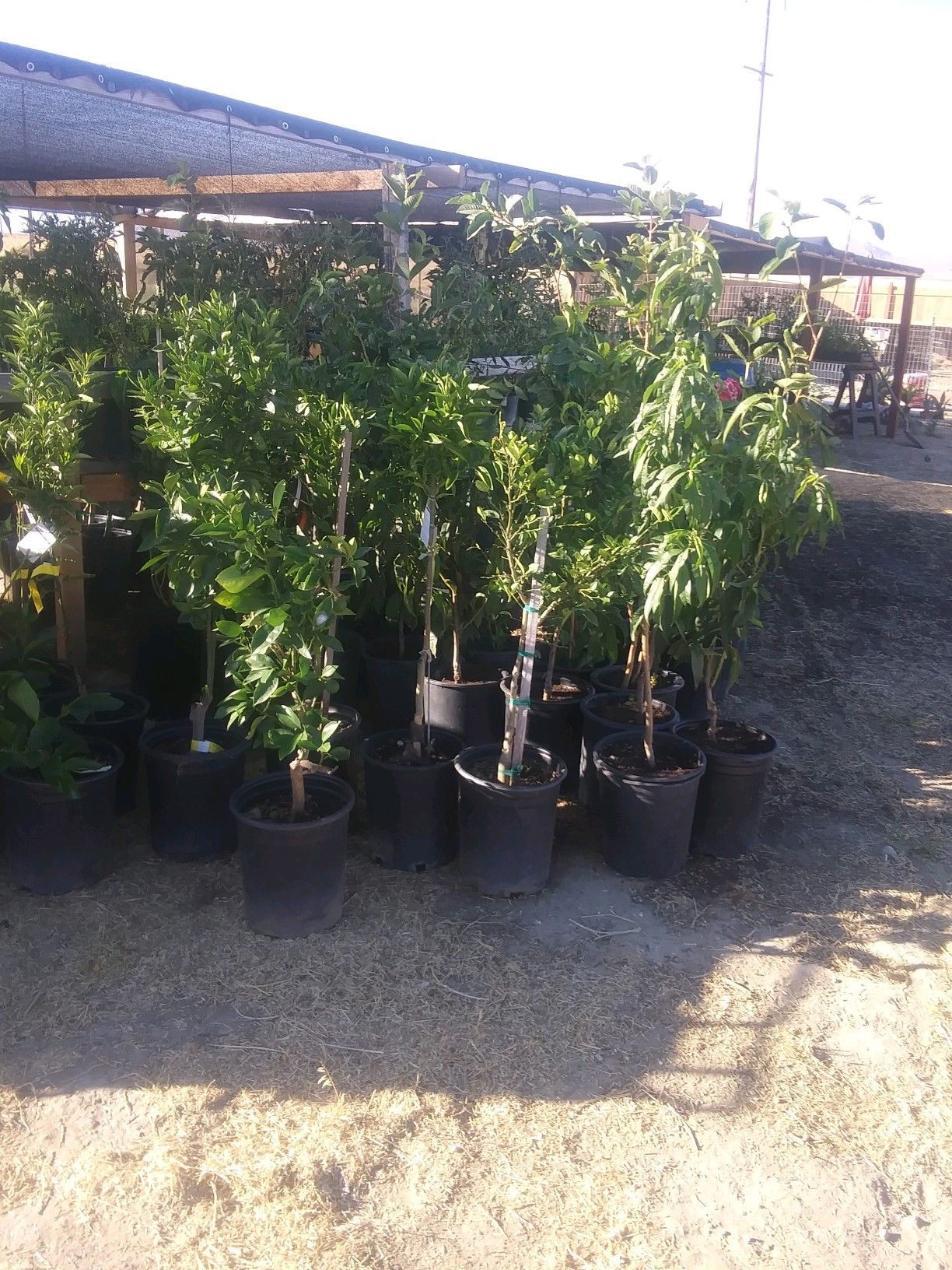 Antonio's nursery