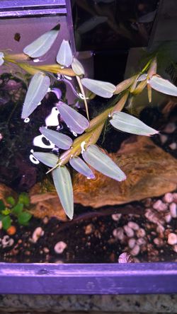 Bamboo Grass Floater (Hygroryza Aristata ) (Rare)