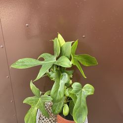 6” Florida Green Philodendron 