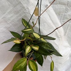 6” hoya macrophylla pot of gold 