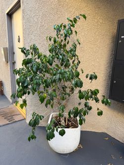 Potted ficus