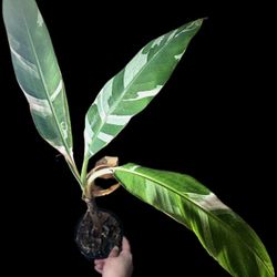 Musa Florida Variegated Banana Tree