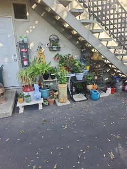 Plant Sale Plants Pots Stands  🌵🌵🌵🌵