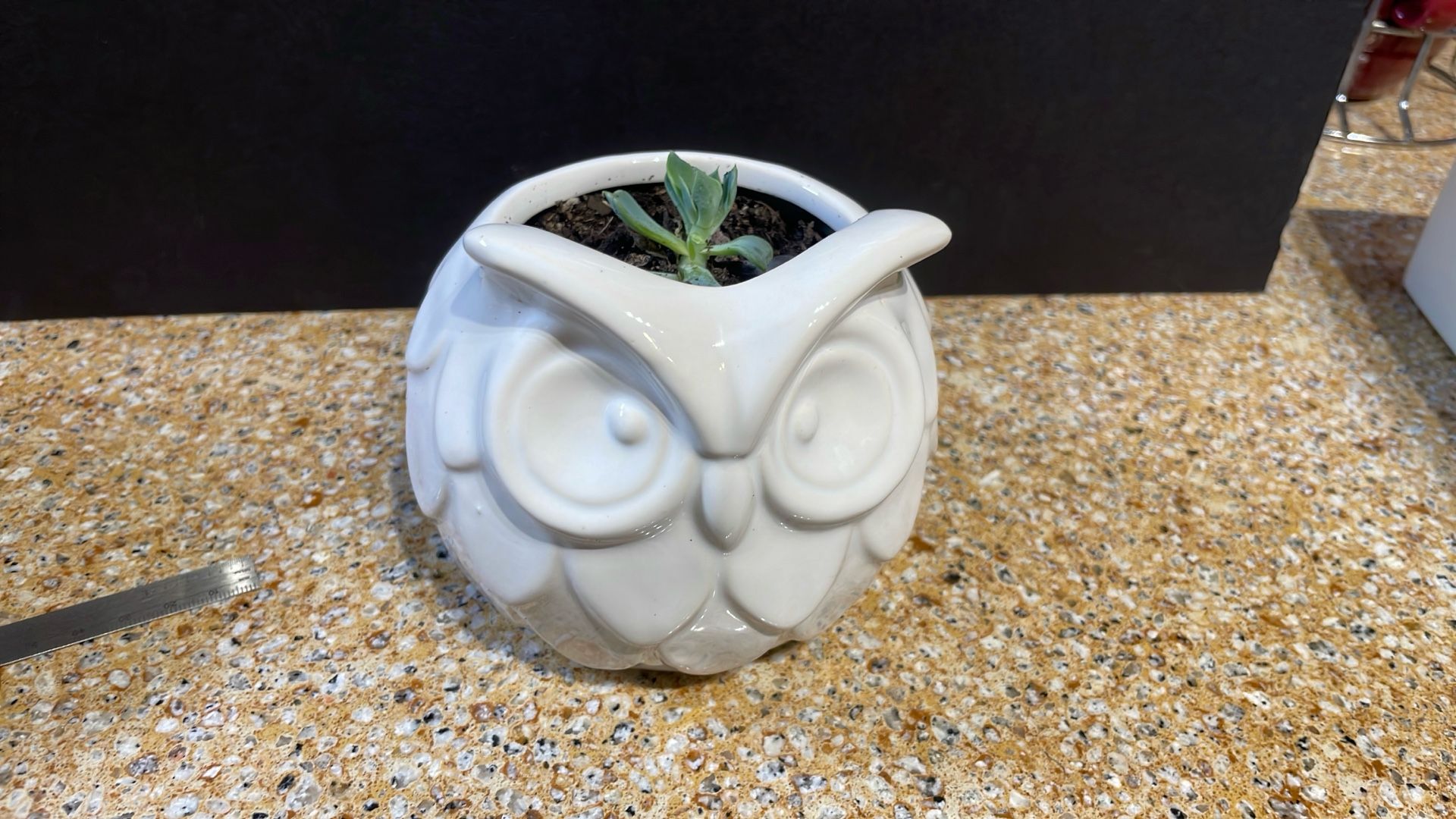 Live Succulent Plant Gift For Any Occasion